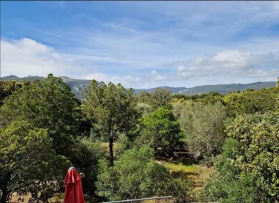 a view of a forest of trees with an umbrella at Petit nid douillet à deux pas de Santa Giulia in Porto-Vecchio