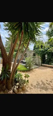 a palm tree sitting next to a stone wall at Maison familiale charmante in Borgo
