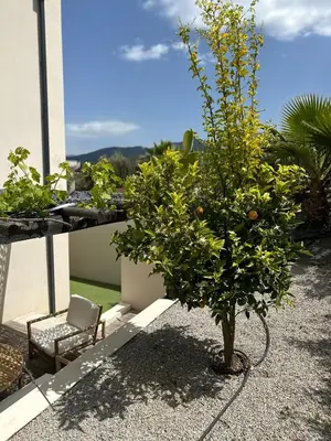 a small orange tree sitting on top of a balcony at Appartement T2 Casa Di Simone Pietrosella Corse du Sud in Pietrosella