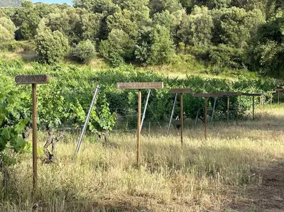 a bunch of signs in a field with vines at Gîte Cazoletta in Casalabriva