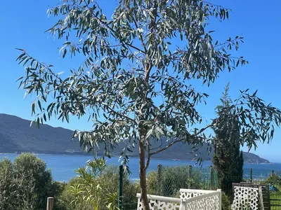 a tree in a garden with a view of the water at Rez de villa golfe de lava in Appietto