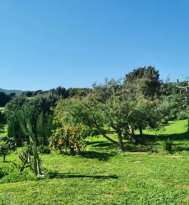 a green field with an apple tree in the grass at La villa Résia in Peri