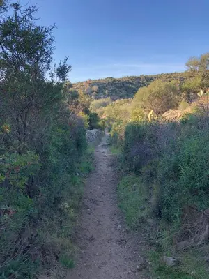 a dirt road in a field with trees and bushes at La Corse authentique et rurale in Castifao