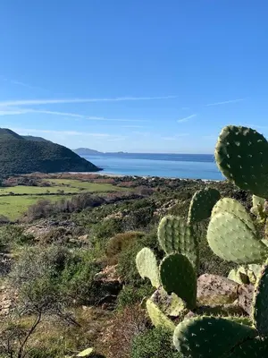 a cactus with the ocean in the background at La Corse authentique et rurale in Castifao