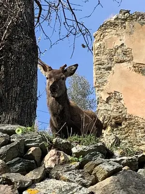 a deer standing on a pile of rocks next to a tree at La Corse authentique et rurale in Castifao