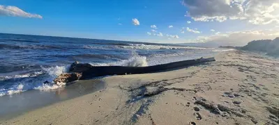 a log laying on a beach near the water at Maison de vacances avec piscine proche mer et montagne in Ghisonaccia