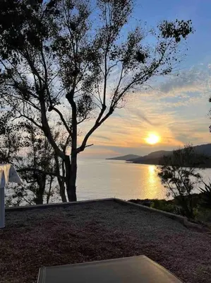 a tree sitting next to a body of water at Appartement 2 personnes bord de mer in Sagone