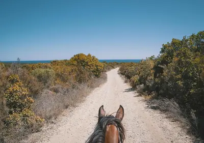 a horse is walking down a dirt road at Casamea - Suite U Sognu in Talasani