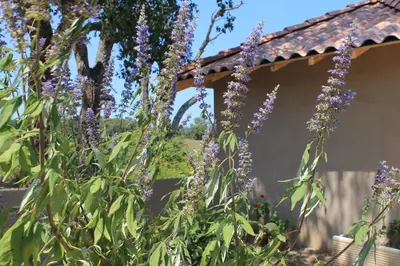 a bunch of purple flowers in front of a house at Casamea - Suite U Sognu in Talasani