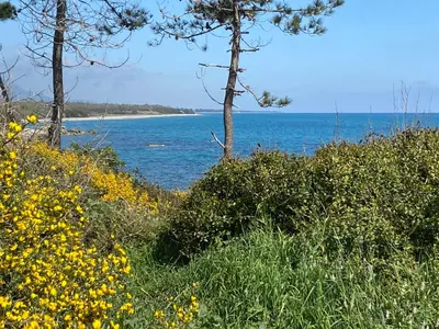 a view of the ocean from a field of flowers at T2 VUE MER CORSE N193 in Linguizzetta