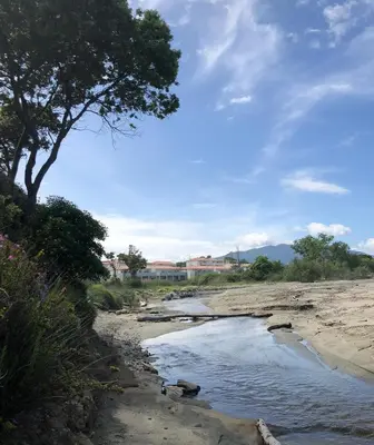 a beach with a tree and some water at Appart. en Corse t3 bord de mer et piscine. N 143 in Linguizzetta