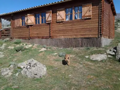 a brown dog standing in front of a house at Les Chalets De Lozzi in Calacuccia
