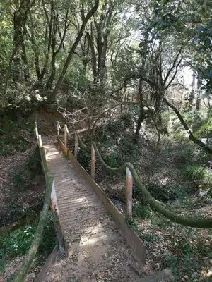 a wooden path through a forest with trees at Appartement à 2 pas de la plage in Olmeto