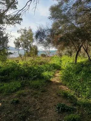 a dirt trail in a field with trees and water at Appartement à 2 pas de la plage in Olmeto