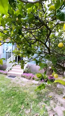 a lemon tree in front of a house at Maison en bord de mer, Plage de la Marana en Corse in Borgo