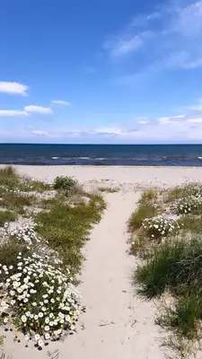 a sandy beach with white flowers in the grass at Maison en bord de mer, Plage de la Marana en Corse in Borgo