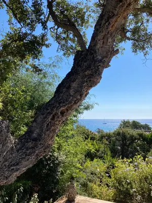 a large tree with the ocean in the background at VILLA LES GORGONES - Corse du Sud - Vue mer - 200m plage in Zonza