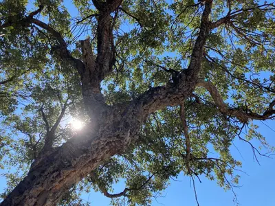 a tree with the sun shining through it at VILLA LES GORGONES - Corse du Sud - Vue mer - 200m plage in Zonza