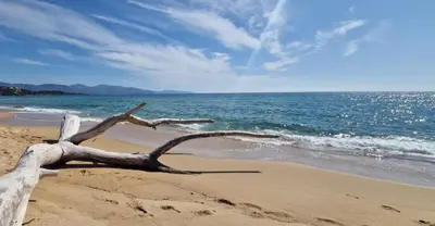 a tree branch on a beach with the ocean at Mare e Monti Chez Thomas et Magali in Vico