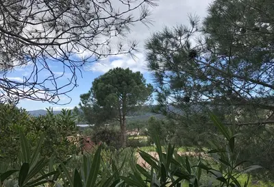 a tree in the middle of a field with trees at E Casette Di Santa Giulia in Porto-Vecchio