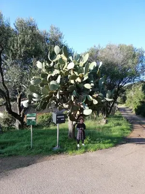 a child standing under a cactus tree on the side of a road at Chalet maisonette dans hameau calme in Bonifacio