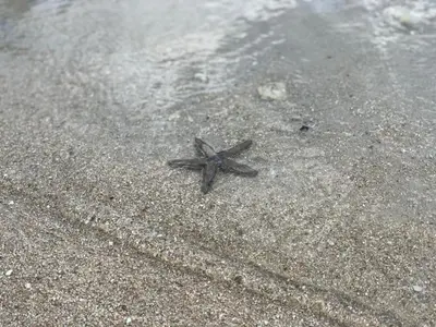 a starfish laying on the sand on the beach at Chalet maisonette dans hameau calme in Bonifacio