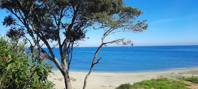 a tree on a beach with the ocean in the background at T3 vue mer direct plage clim N79 in Linguizzetta