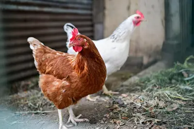 two chickens are standing next to each other at Particasgiu - Agritourisme in Vico