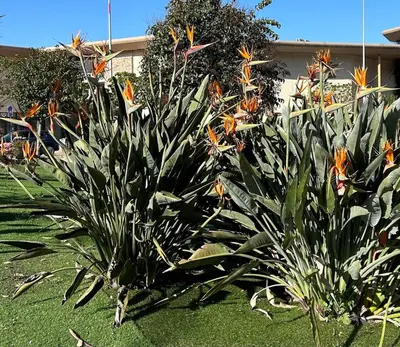 a group of plants with orange flowers in a yard at T3 Ajaccio rte des Sanguinaires in Ajaccio
