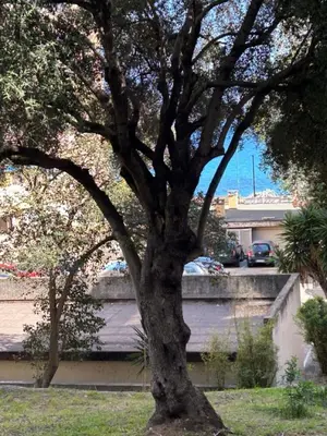 a tree in a yard next to a building at T3 Ajaccio rte des Sanguinaires in Ajaccio