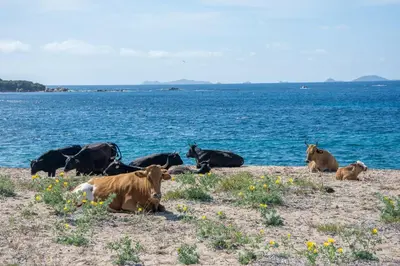 a group of cows laying on the shore of a body of water at Superbe appartement 3 chambres avec Grande Terrasse in Pietrosella