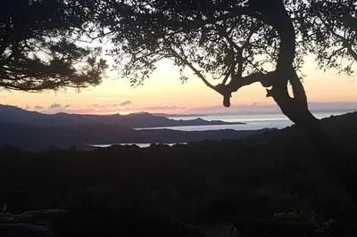 a silhouette of a tree with a sunset in the background at Tizzano, villa vue mer avec piscine in Sartène