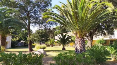 a palm tree in the middle of a garden at Superbe T2 neuf 42m² Cala Rossa (proche mer) in Lecci
