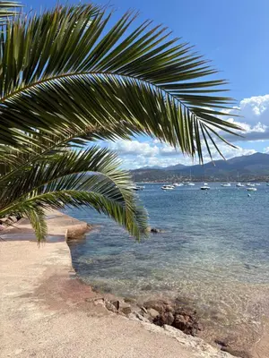 a palm tree on a beach with boats in the water at T3 - 100m du port in Propriano