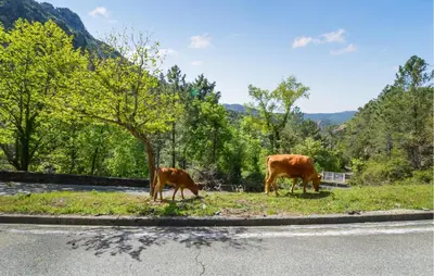 two cows grazing in a field next to a road at Lovely Apartment In Poggio Di Nazza in Poggio-di-Nazza