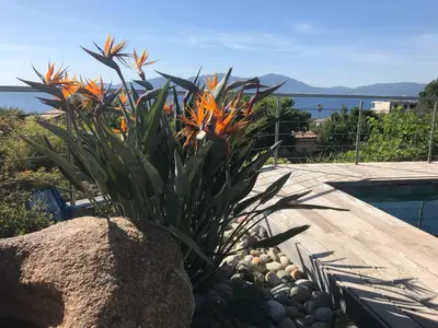 a plant in a rock next to a swimming pool at villa 4 etoiles 3 chambres vue mer ajaccio in Pietrosella