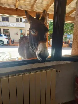 a donkey is looking out of a window at U pozzu hôtel in Evisa