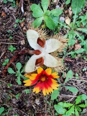 a close up of a flower on the ground at U pozzu hôtel in Evisa
