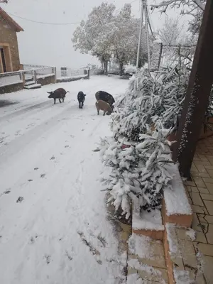 a group of cats walking down a snow covered street at U pozzu hôtel in Evisa