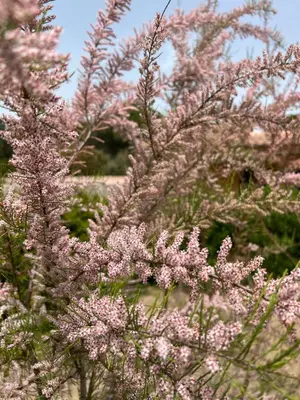 a plant with pink flowers in a field at Hotel les jardins Sta Giulia avec piscine in Porto-Vecchio