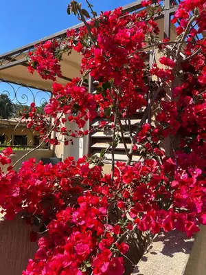 a bunch of red flowers hanging from a building at Hotel les jardins Sta Giulia avec piscine in Porto-Vecchio