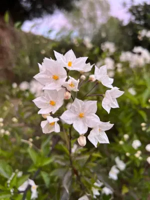 a group of white flowers on a plant at Hotel les jardins Sta Giulia avec piscine in Porto-Vecchio
