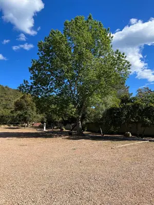a tree in the middle of a parking lot at Hotel les jardins Sta Giulia avec piscine in Porto-Vecchio