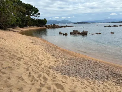 a beach with a group of elephants in the water at La vie en rose in Coti-Chiavari