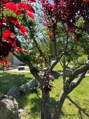 a tree with red flowers on it in a park at Hôtel les jardins de Sta Giulia avec piscine in Porto-Vecchio