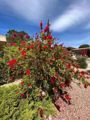 a bush of red flowers in a garden at Hôtel les jardins de Sta Giulia avec piscine in Porto-Vecchio