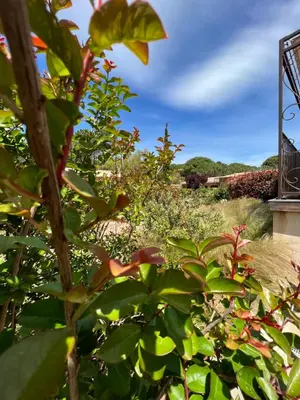 a view of a garden from behind some plants at Hôtel les jardins de Sta Giulia avec piscine in Porto-Vecchio