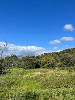 a green field with trees and a blue sky at Magnifique! Idéal! in Grosseto-Prugna