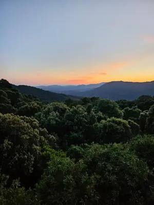 a view of a forest of trees at sunset at Ferme Auberge U Cantu d'Adelio in Olivese