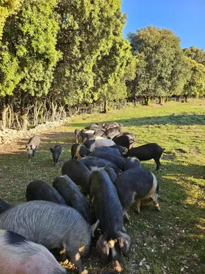 a herd of sheep grazing in a field at Ferme Auberge U Cantu d'Adelio in Olivese